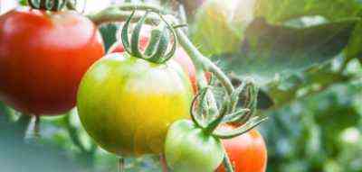 Dlaczego pomidory mogą gnić?