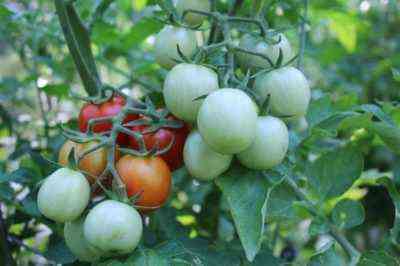Dlaczego pomidory mogą mieć białe liście