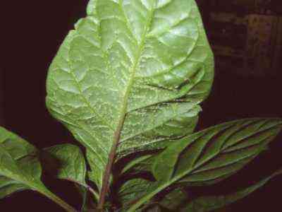 Dlaczego pryszcze pojawiają się na liściach pieprzu