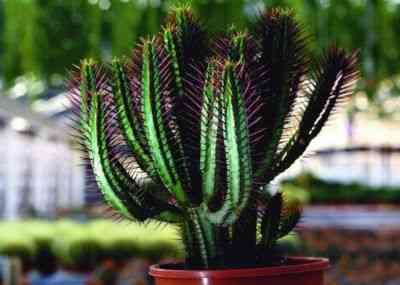 Euphorbia Resiniferous – jak dbać o roślinę