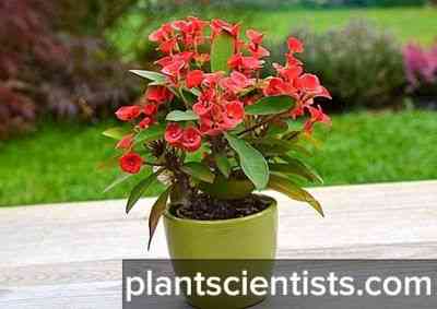 Euphorbia Trihedral – cechy uprawy subtropikalnego kwiatu