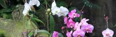 Gdzie jest miejsce narodzin orchidei