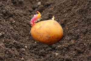 Główne metody sadzenia ziemniaków