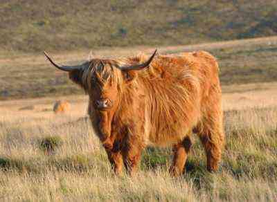 Highland Cows lub Scottish Highlands