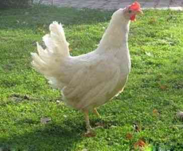 Highsex White Chickens Opis