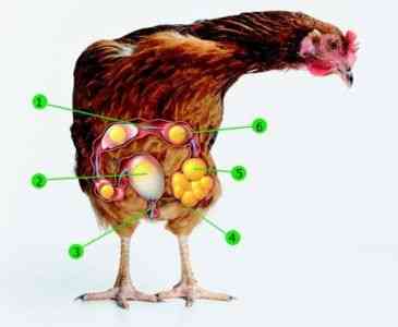 Ile jajek niesie kurczak dziennie?