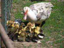 Ile kaczek siedzi na jajach