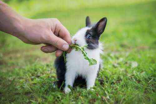 Ile paszy zazwyczaj spożywa królik dziennie?
