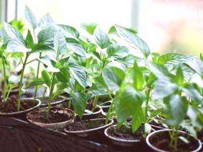 Jak i jak karmić sadzonki papryki dla wzrostu