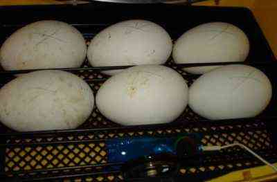 Jak inkubacja gęsich jaj w domu
