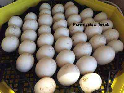 Jak inkubować jaja kaczki