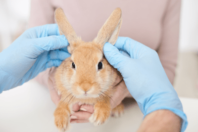 Jak iz czym leczyć mokret u królików