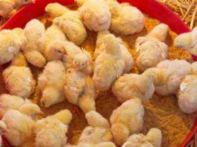 Jak karmić cotygodniowe kurczaki