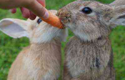 Jak karmić króliki i jak to zrobić dobrze