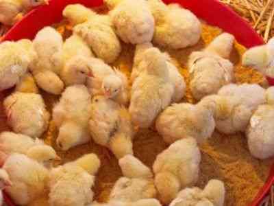 Jak karmić kurczaki w domu