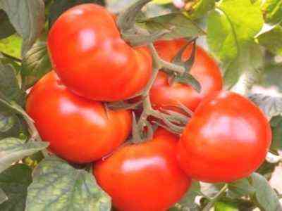 Jak karmić pomidory podczas owocowania