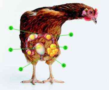 Jak kurczak nosi jajko