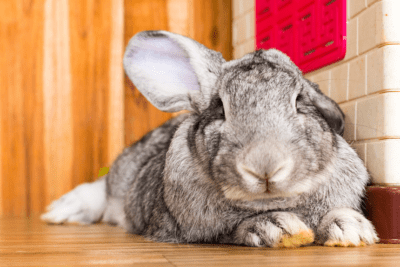 Jak leczyć świerzb ucha u królików