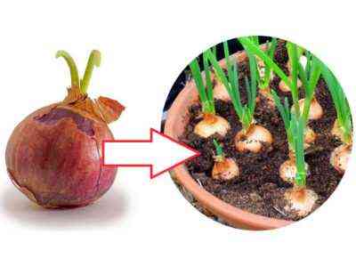 Jak przygotować cebulę do sadzenia