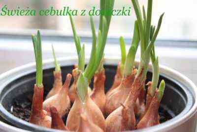 Jak sadzić cebulę na zieleni na parapecie
