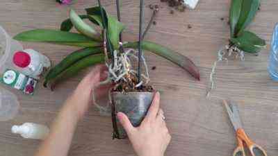 Jak sadzić orchideę