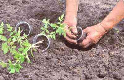 Jak sadzić pomidory w otwartym terenie
