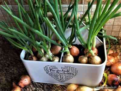 Jak sadzić zestawy cebuli na zimę