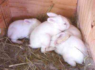 Jak samodzielnie karmić nowonarodzone króliki bez królików matek