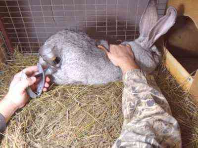 Jak szczepić dekoracyjne króliki