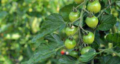Jak używać kwasu borowego do przetwarzania pomidorów
