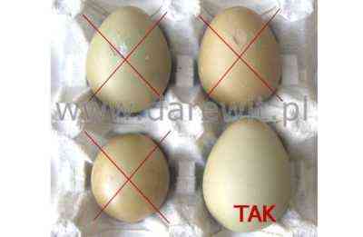 Jak złożyć jaja kurze w inkubatorze