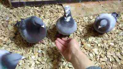 Jak zrobić gniazdo dla gołębi