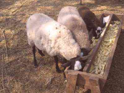 Jak zrobić karmnik dla owiec