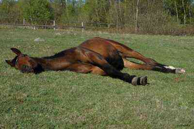 Jak zwykle śpią konie