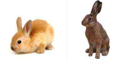 Jaka jest różnica między zającem a królikiem