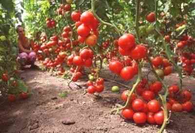 Jaki jest pożytek z pokrzywy do karmienia pomidorów