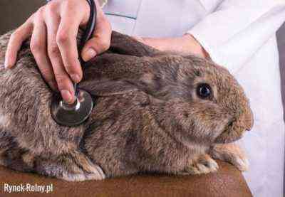 Jakie choroby mogą mieć króliki?