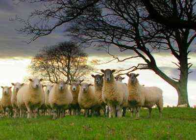 Jakie jest marzenie owiec lub baranów