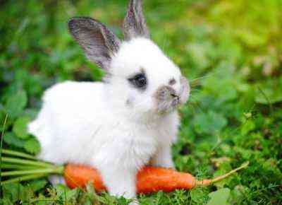 Jakie owoce i warzywa można karmić króliki