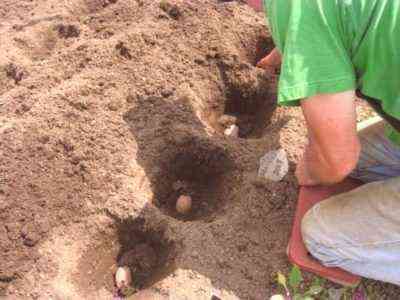 Karmienie ziemniaków podczas sadzenia w dziurze