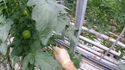 Kiedy wycinać liście z pomidorów