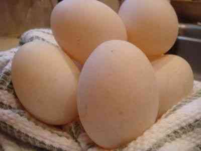 Korzyści i szkody z kaczych jaj
