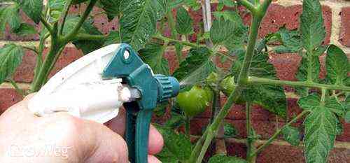 Korzyści z ekstraktów superfosfatu dla pomidorów