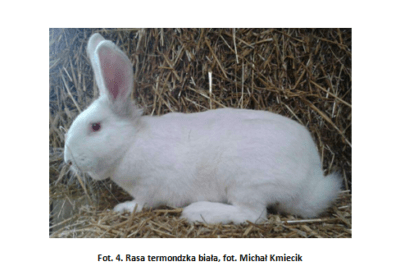 Które rasy królików są kompatybilne z hodowlą?