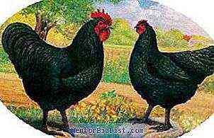 Kurczaki Australorp – cechy hodowlane