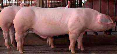 Landrace Pig Bacon
