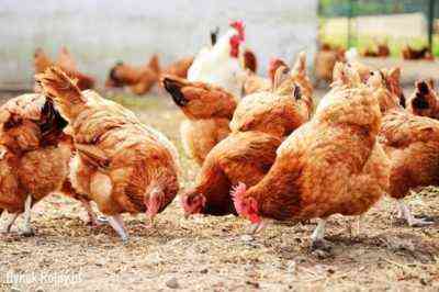 Leczenie wypadania jajowodów u kurczaków