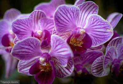 Lotnicze korzenie orchidei