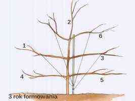 Metody cięcia fig i metody formowania korony liściastej