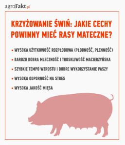 Metody krzyżowania świń hodowlanych